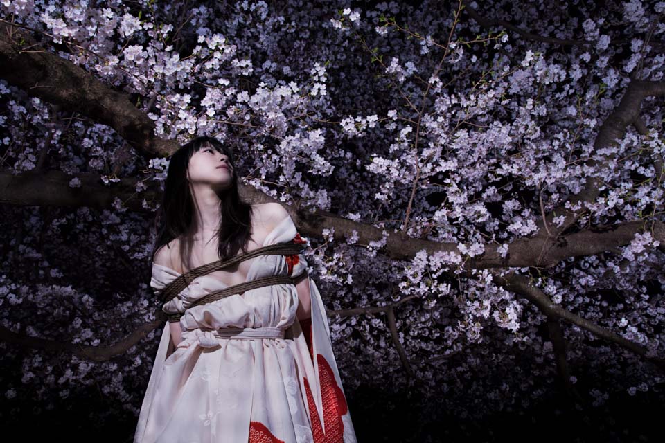 Kinbaku by Kinoko Hajime. Girl with Kimono in Shibari bondage. | cherry blossom bondage in the night. Model Aika Rope and photo Kinoko Hajime